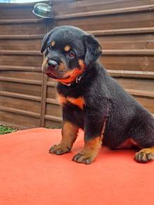Rottweiler puppy