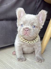 FRENCH BULLDOG PUPPIES FP218🌻 Cute & Big Rope