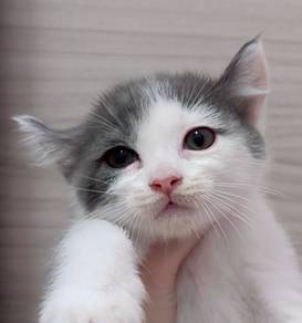 BSH British shorthair American curl kitten kucing