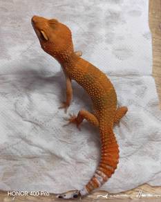 Leopard Gecko