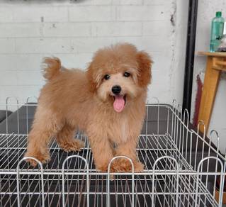 cavapoo puppy15