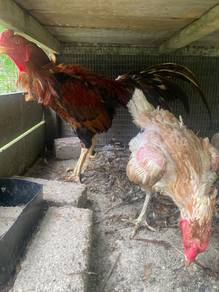 ayam jalanan