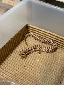 1.0 Normal Hognose