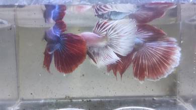 Betta Fish Ikan Laga