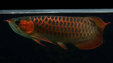 Arowana super red 18 inch -wholesale price