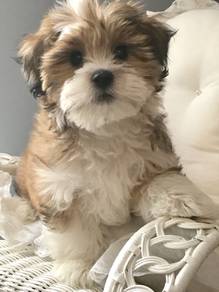 G3170 Curious Shih Tzu Lion Maltese Pekingese Pupp