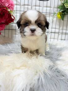 Shih Tzu
