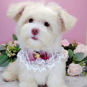 Maltipoo