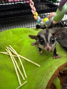 5 ekor Sugar Glider, 2 OOP 3 dewasa