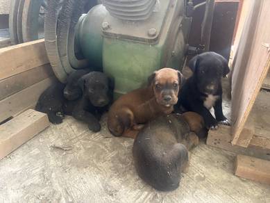 Great Dane puppy for sale (Mix)