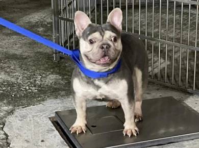 Frenchbull Lilac tan red eyes for stud