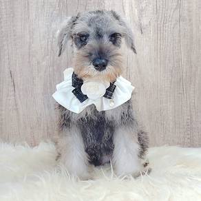Schnauzer