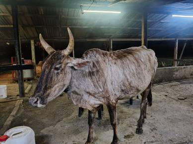 lembu betina