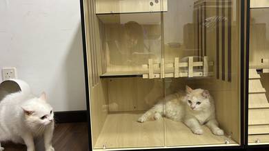 Cat house for sell