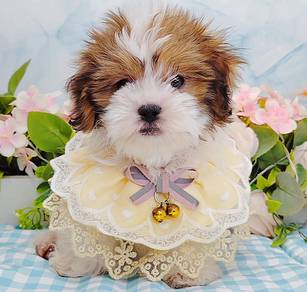Shih tzu