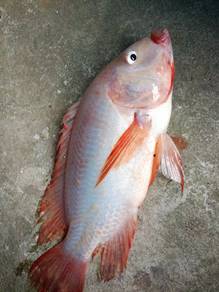 Ikan talapia merah