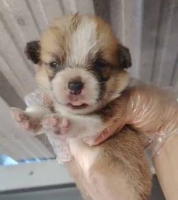 Pure Corgi Female