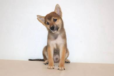 x43 Sweet Shiba Dog