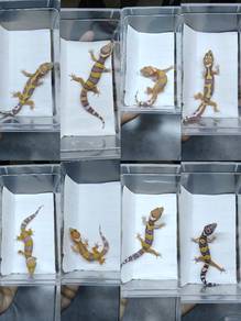 Leopard gecko