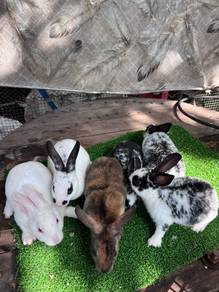 Arnab Rabbit Minirex