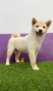 Shiba inu champion bloodline