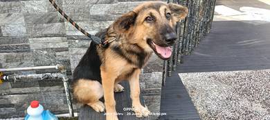 German shepherd 