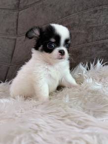 Apple head Chihuahua long coat 