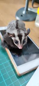 Sugar Glider Jinak