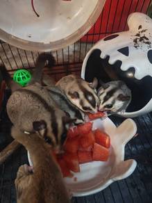 Sugar glider ampang