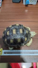 Sulcata Tortoise 