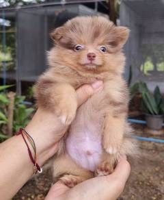 POMERANIAN PUPPIES A227 🌻 Sort of shine