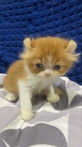 American Curl Ginger Male Kitten 🐱
