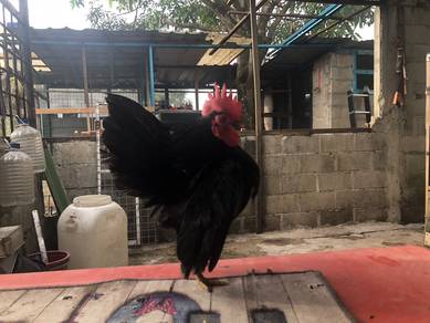 sepasang ayam serama