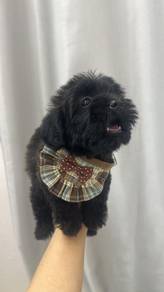 泰迪女
Tiny Poodle
Female 
BF-1
Dob : 15-04-26