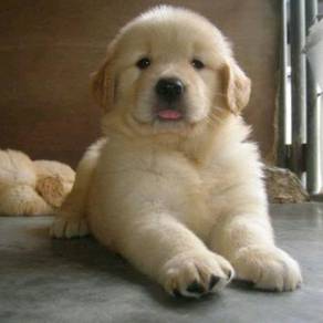 JKL3000 Golden Retriever little cute puppies