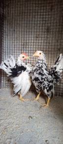 ayam serama murai 