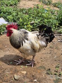ayam light sussex 