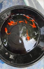 albino koi red ear
