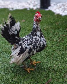 Ayam Serama Rinting