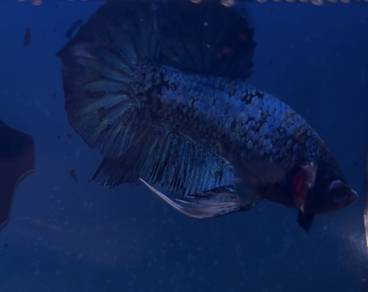 betta fish