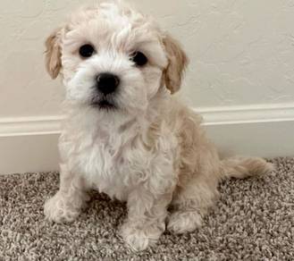 Playful Poochon Fluffy Soft Fur Companion Dog Baby