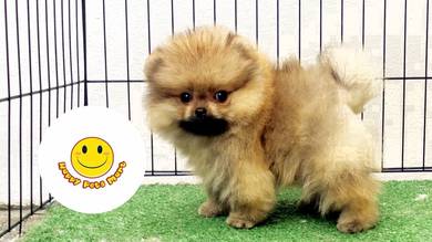 Hww_POM1011 Tiny Pomeranian puppies