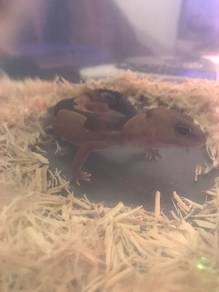 African Fat-Tailed Gecko