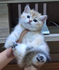 golden british shorthair kitten male