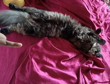 Mainecoone Female Cat Kucing