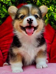 CORGI PUPPIES C155 🌻 Fluffy Male~Female
