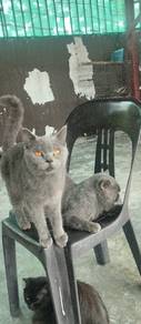 sepasang bsh 