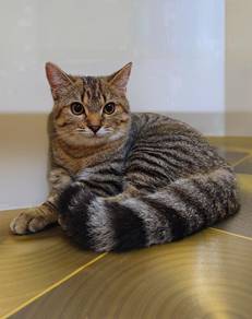 kitten bsh 