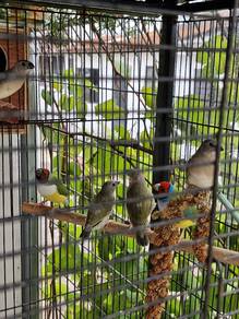 Burung Gouldian finch baby