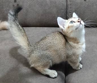 bsh golden munchkin kitten/anak kucing munchkin 